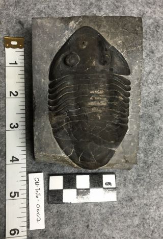 Ordovician Trilobite 3.  7/8 " Isotelus Mafritzae From Bowmanville,  On,  Canada
