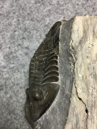 Ordovician Trilobite 3.  7/8 