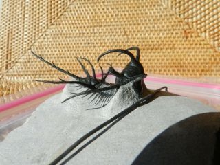 Ceratarges Spiny,  Sp Flying Trilobite Morocco