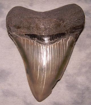 Megalodon Shark Tooth 5 1/8 " Jaw Fossil Sharks Teeth Awesome Megladon Sharp Huge