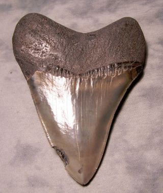 Megalodon Shark Tooth 5 1/8 