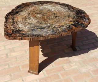 38 " Fossil Petrified Wood Table Arizona Chinle Formation