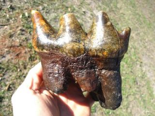 Colorful Rooted Mastodon Tooth Florida Fossils Extinct Ice Age Teeth Skull