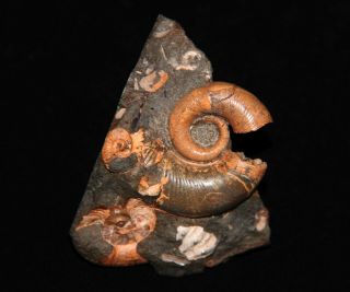 Rare Heteromprph Ammonite Pictetia Fossil Russia