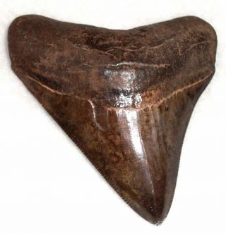 Brown Sharply Serrated 3 1/4 " Fossil Megalodon Shark Tooth