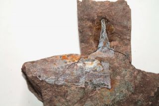 Devonian Pteraspid Shield Podolaspis With Spine Jawless Fish Fossil Agnatha