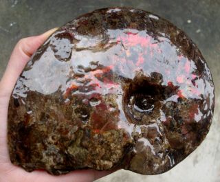 Gorgeous Perfect 6 " Placenticeras Meeki Ammolite Ammonite Fossil Canada