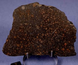 24.  97 Gr Crusted Slice Nwa 5546 Cv3 Carbonaceous Chondrite Meteorite