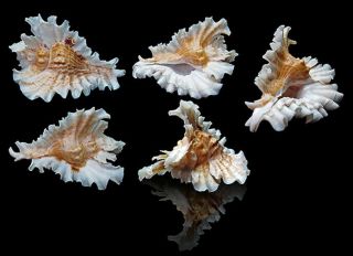 Seashell Murex Pterynotus Phyllopterus 82.  01 Guadalupe Selected Rare