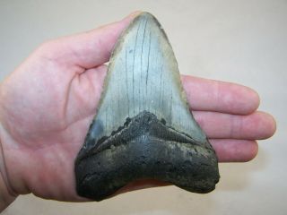 5.  22 " Megalodon Fossil Shark Tooth Teeth - 8.  9 Oz - No Restoration - Not Dinosaur