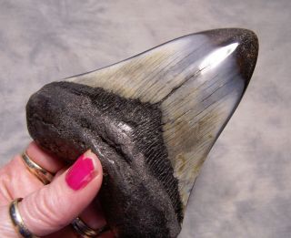 4 1/2 " Megalodon Shark Tooth Fossil Diamond Polished Stunner Jaw Fossil Extinct