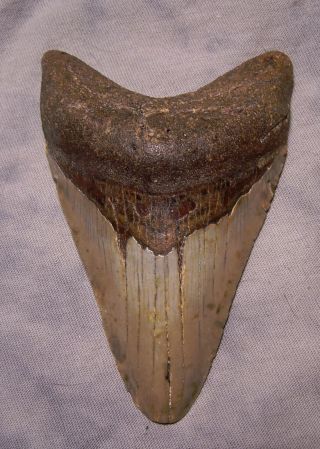 4 1/8 " Megalodon Shark Tooth Fossil Sharks Teeth Megladon Scuba Diver Megalodon