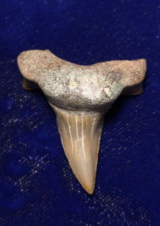 Rare Cretodus Crassidens Fossil Cretaceous Shark Tooth Texas