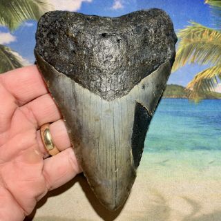 5.  44” Megalodon Fossil Shark Tooth - Huge Fossil - No Restoration