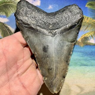 5.  44” Megalodon Fossil Shark Tooth - Huge Fossil - No Restoration 2