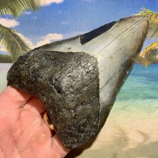 5.  44” Megalodon Fossil Shark Tooth - Huge Fossil - No Restoration 3