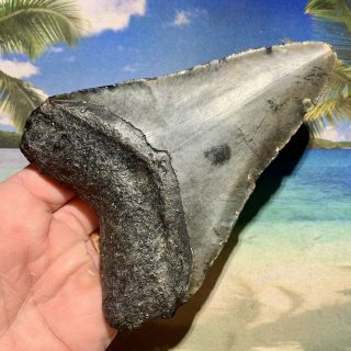 5.  44” Megalodon Fossil Shark Tooth - Huge Fossil - No Restoration 4
