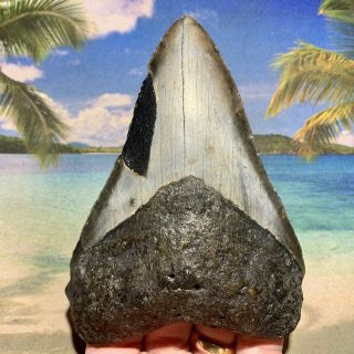 5.  44” Megalodon Fossil Shark Tooth - Huge Fossil - No Restoration 5