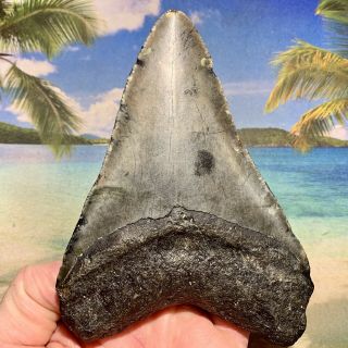 5.  44” Megalodon Fossil Shark Tooth - Huge Fossil - No Restoration 6