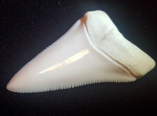 Great White Shark Tooth 2.  43 " (from A 19ft.  Modern Great White)