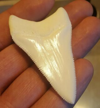 GREAT WHITE SHARK TOOTH 2.  43 