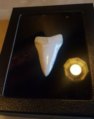 GREAT WHITE SHARK TOOTH 2.  43 