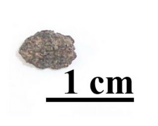 Rare Nwa 10720 Nakhlite Martian Meteorite,  Fragment,  0.  20 Grams