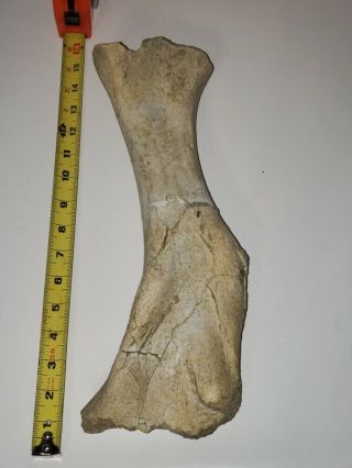 Titanothere Brontothere Large Partial Femur - Proximal And Distal Ends Gone