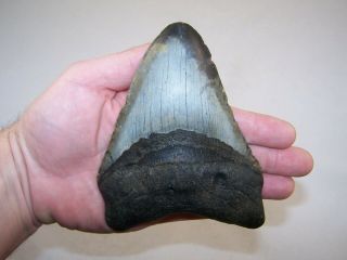 5.  58 " Megalodon Fossil Shark Tooth Teeth - 13.  4 Oz - No Restoration - Not Dinosaur