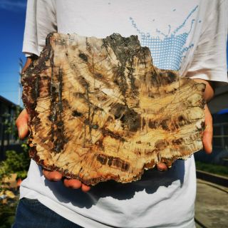5.  64lb Polished Petrified Wood Crystal Slice Madagascar
