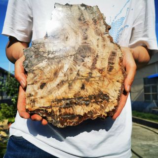 5.  64LB Polished Petrified Wood Crystal Slice Madagascar 3
