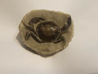 3d Fossil Crab Awesome Color Pulalius Vulgaris