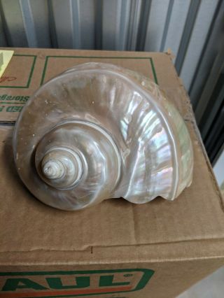 Giant Polished Mother Of Pearl Jade Turbo Shell Gorgeous