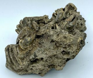 TWO CRAB FOSSILS Xantho (Lophoxanthus) scaberrimus W.  Java Bodjong Form.  CB11 2