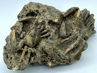 TWO CRAB FOSSILS Xantho (Lophoxanthus) scaberrimus W.  Java Bodjong Form.  CB11 3