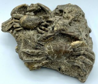 TWO CRAB FOSSILS Xantho (Lophoxanthus) scaberrimus W.  Java Bodjong Form.  CB11 4