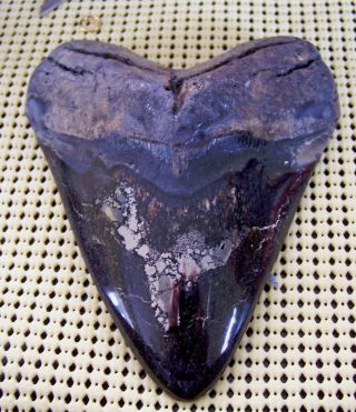 5 1/8 " Megalodon Shark Tooth Pyrite City Diamond Polished Sharks Teeth Fossil Xl