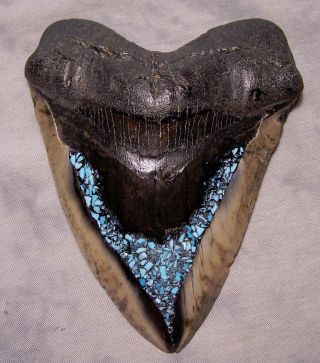 Megalodon Shark Tooth 5 1/2 " Sharks Teeth Fossil Diamond Polish Turquoise Inlay