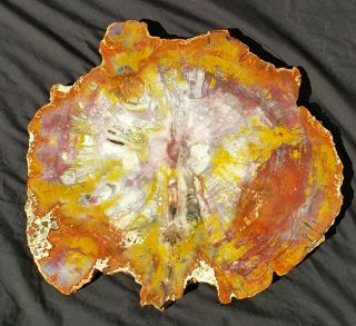 Large 19 Inch Fossil Petrified Wood Rainbow With Amethyst Pockets