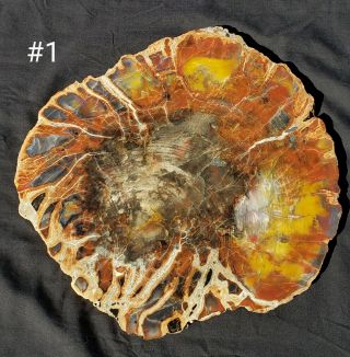 16.  75 Inch Fossil Petrified Wood Red Rainbow Round Arizona 1