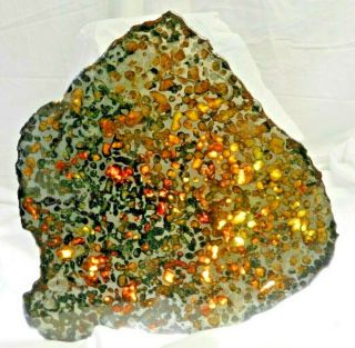 Sericho Pallasite Meteorite Kenya,  627gram Complete Slice 10.  25 " X 9.  5 "