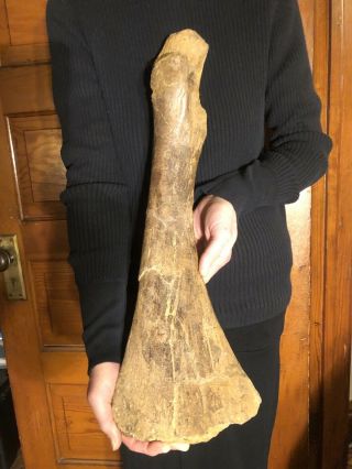 Duckbill Dinosaur Edmontosaurus Pubis Bone Hell Creek Formation South Dakota