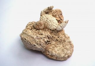 Fossils Crab Daira Speciosa With Claws And Gastropods From Ukraine Miocene