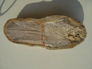 Coelacanth Fish Fossil Tree - Dimensional Trias 250 Mio Madagascar (co - 211/980)