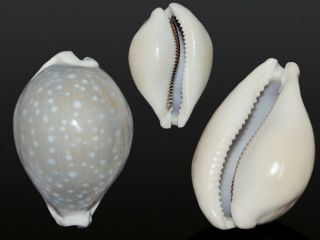 Seashell Cypraea Camelopardalis Sharmiensis Very Globular And Wide Shell 62.  9 Mm