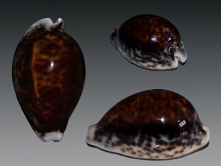 Seashell Cypraea Pantherina Syringa Dark Pattern Fantastic 79.  6 Mm