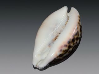 Seashell Cypraea pantherina syringa dark pattern Fantastic 79.  6 mm 2
