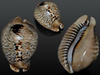 Seashell Cypraea Mus Tristensis Monster Dark 62.  5 Mm F,  /gem