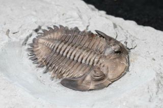 Stunning Trilobite Greenops Widderensis Devonian,  Ontario Canada Rare Fossil