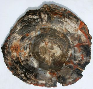 Huge,  Polished Arizona Petrified Wood Round